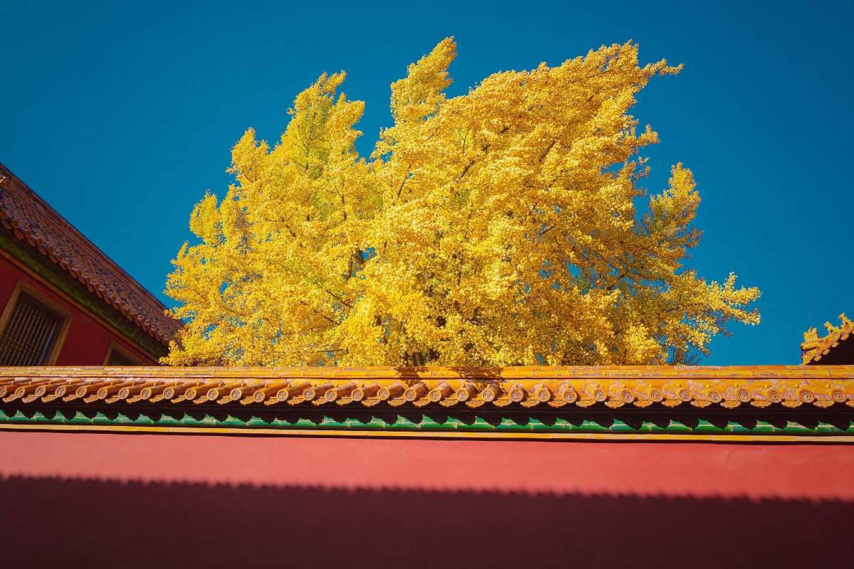 故宫秋日银杏树