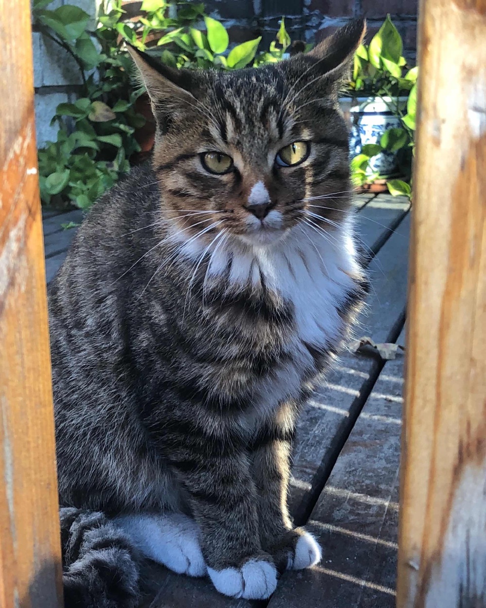 一起学猫叫,喵喵喵