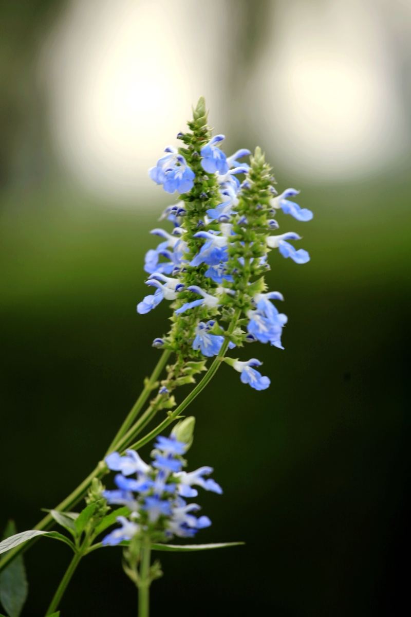 每日一花鼠尾草