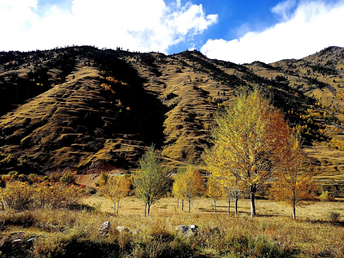 每日一景新都桥十里画廊