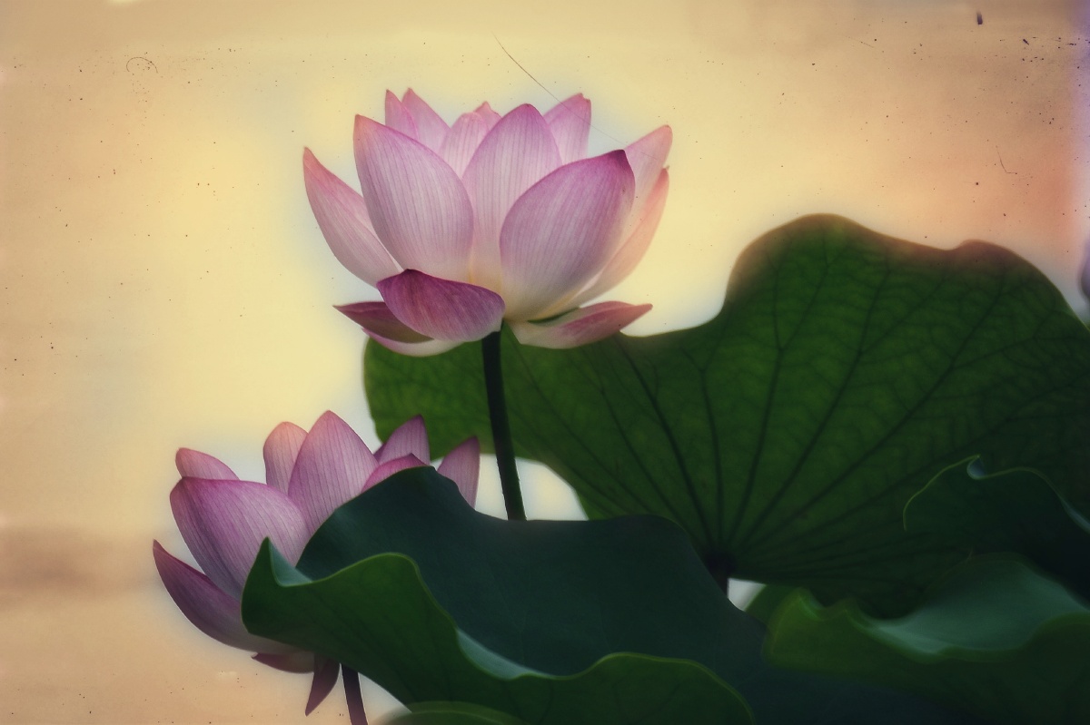 荷花- 清明已 - 图虫