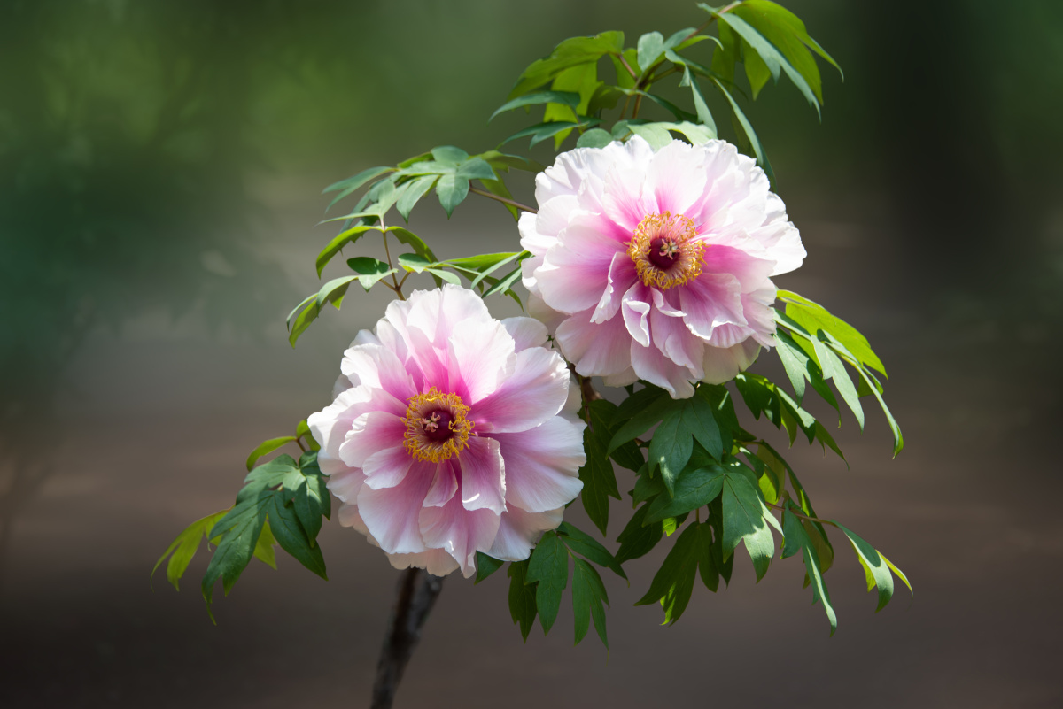 牡丹花好 - 春来秋又去 - 图虫