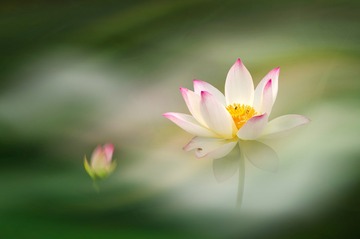 风韵莲花