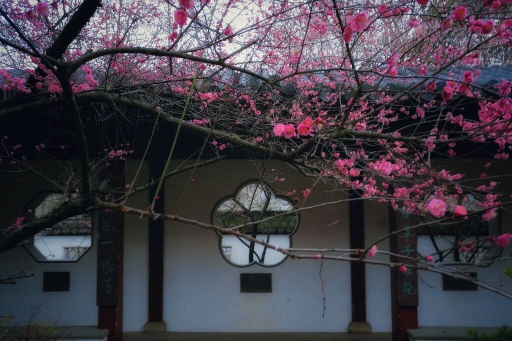 梅花窗台