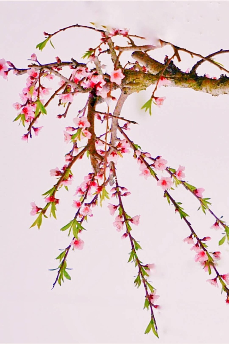 桃花春色暖先开明媚谁人不看来一组中国风桃花图片发出