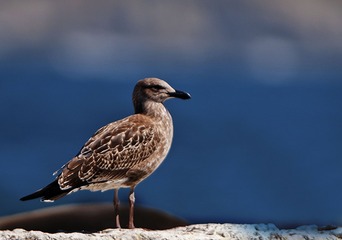 95090