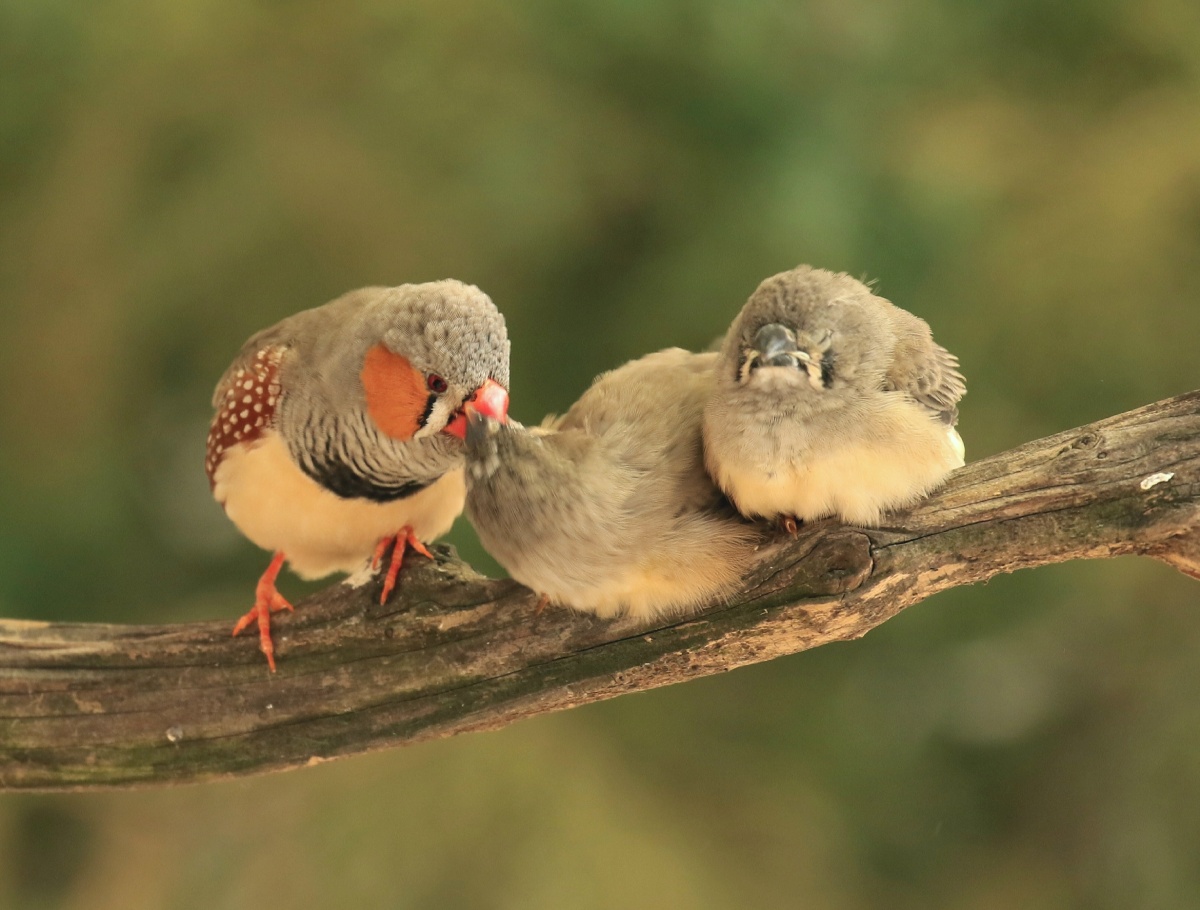 草雀- 粮安 - 图虫