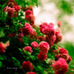 雨后の蔷薇