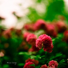 雨后の蔷薇