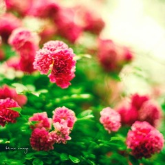 雨后の蔷薇