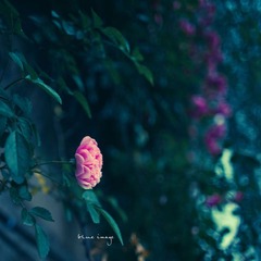 雨后の蔷薇