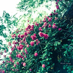 雨后の蔷薇