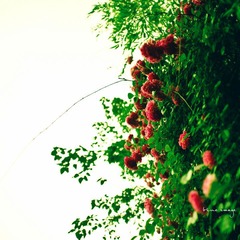雨后の蔷薇