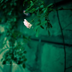 雨后の蔷薇
