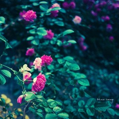 雨后の蔷薇
