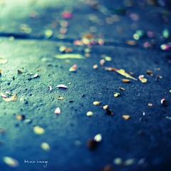 雨后の蔷薇