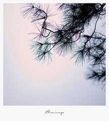 初春の花草