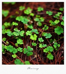 初春の花草