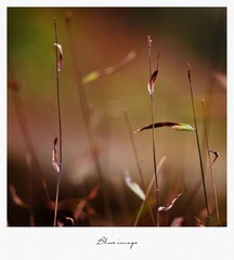 初春の花草