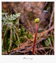 初春の花草