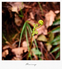 初春の花草