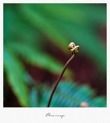 初春の花草