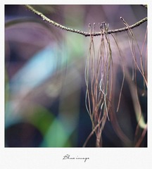 初春の花草
