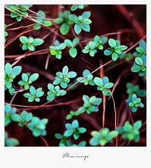 初春の花草