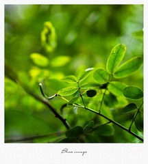 初春の花草