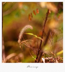 初春の花草