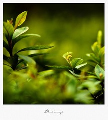 初春の花草