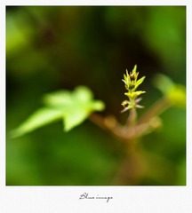 初春の花草