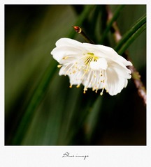 初春の花草