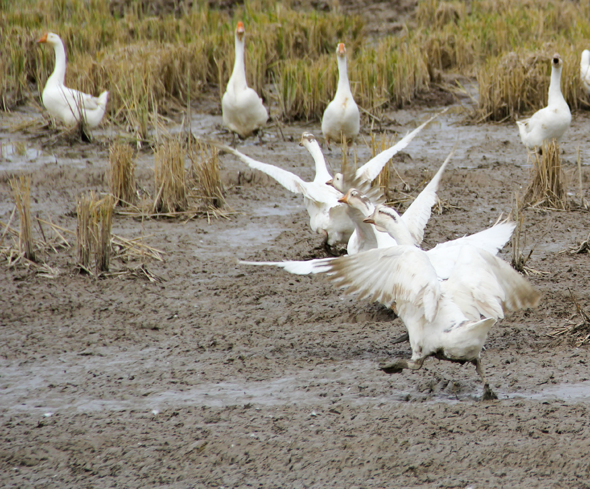 誉满天下溆浦鹅