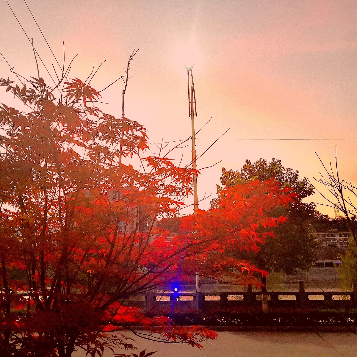 夕阳下的红叶格外红