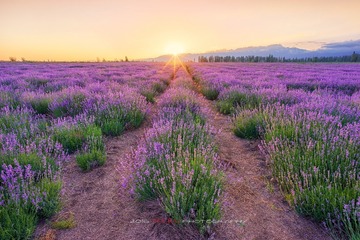 花香沉醉