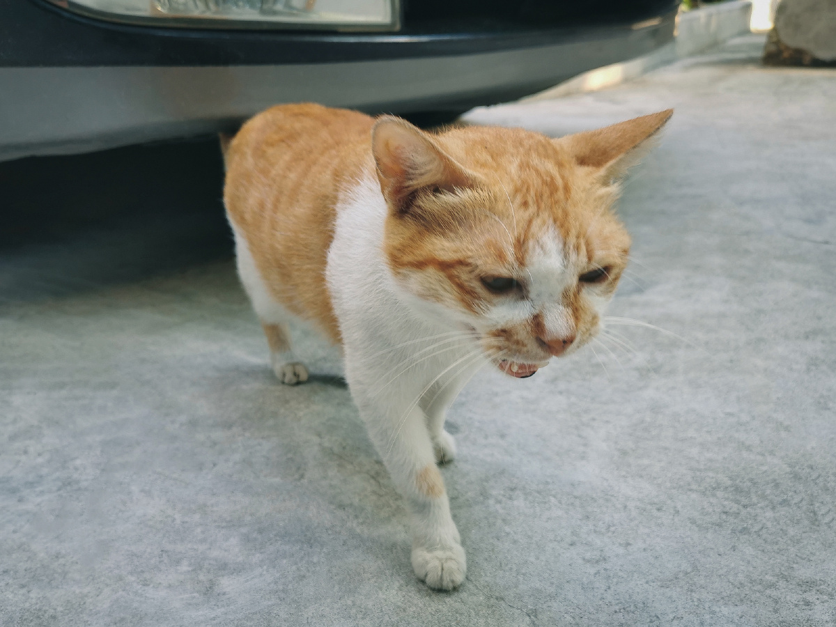 八月照相馆橙猫一期属于猫咪的写真答谢上班路上的邂逅shotonhuawei