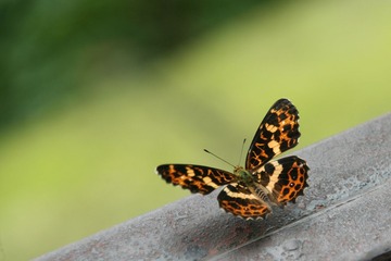 IMG_0644_副本.JPG