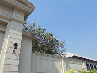 满园春色关不住，一树香花出墙来