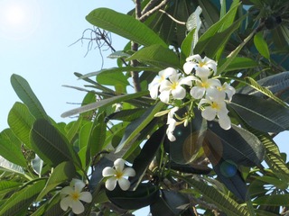 鸡蛋花