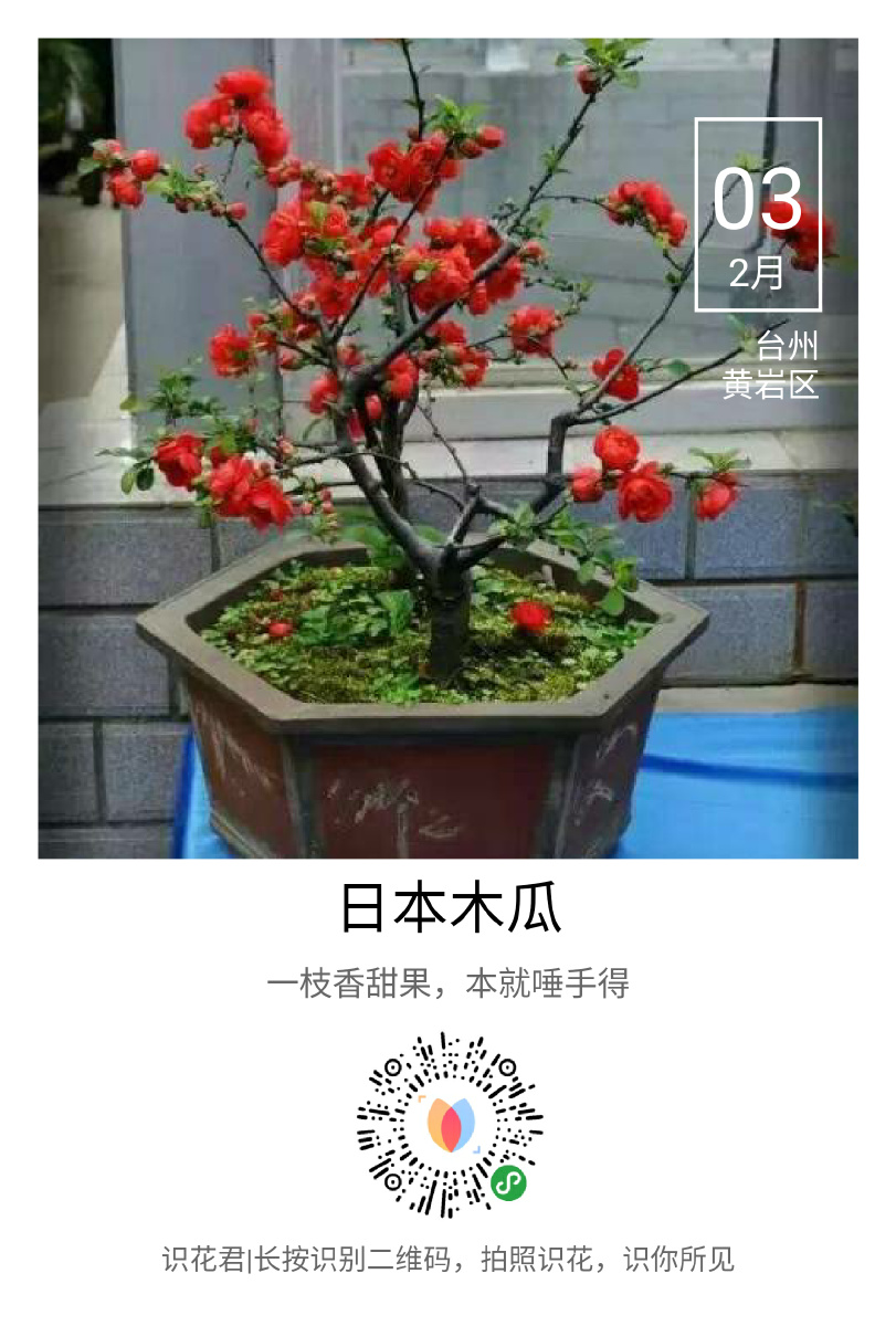 初试识花君