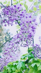 5FB82E43-8B9C-431D-B1BC-5B4D2D49EA76/L0/001