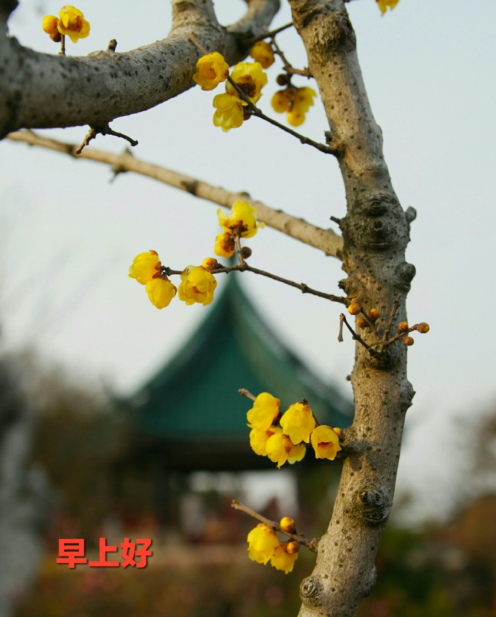 暖洋洋,就会闻到春天的气息,我们走进梅園,迎面扑来梅花淡淡的清香