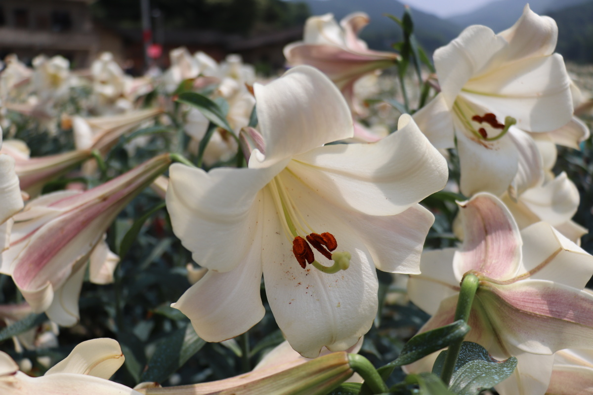百合故里宜春万载白水