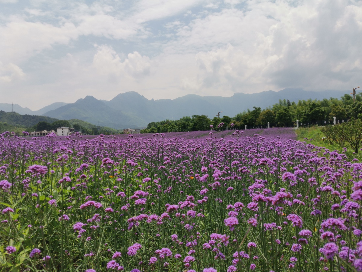 武功山花涧里 - 宜春故事 - 图虫