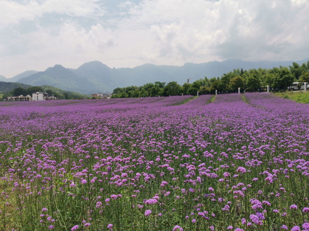 武功山花涧里 - 宜春故事 - 图虫