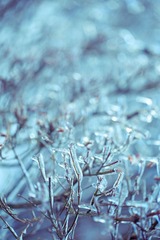 frozen tree 3