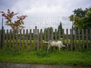 B0003694_20240710