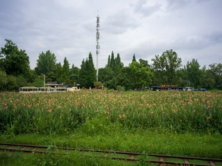 B0003743_20240710