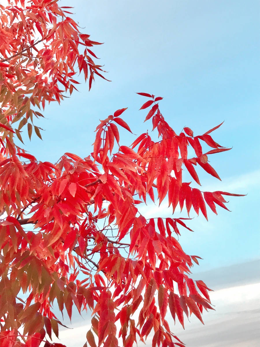 红艳艳火炬树名符其实